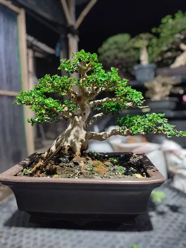 Bonsai Tree